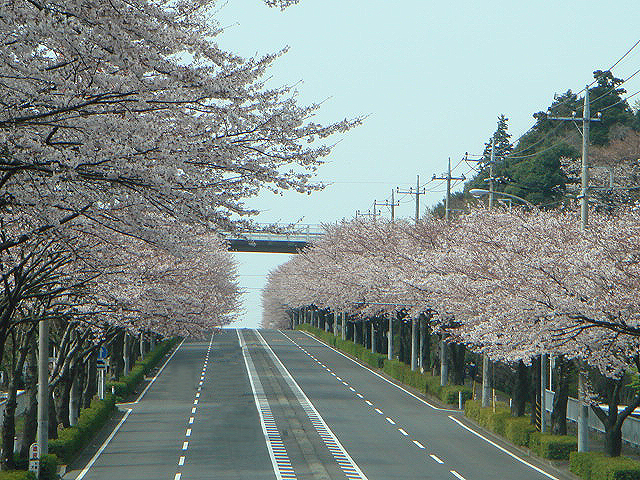 桜街道