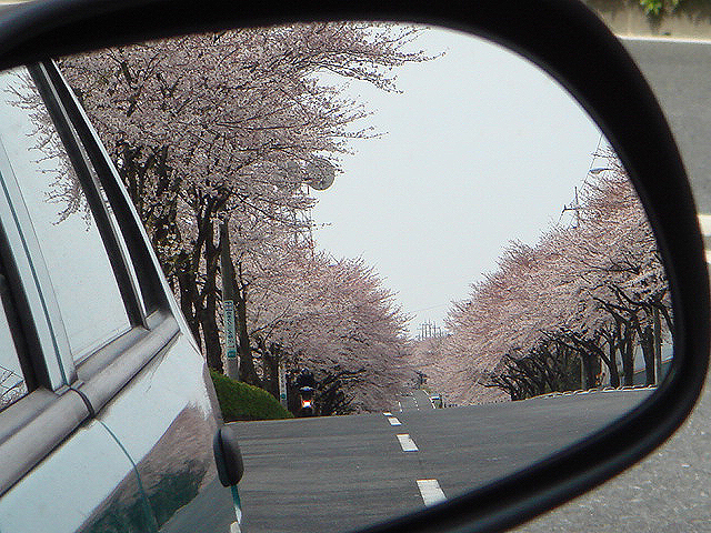 桜街道