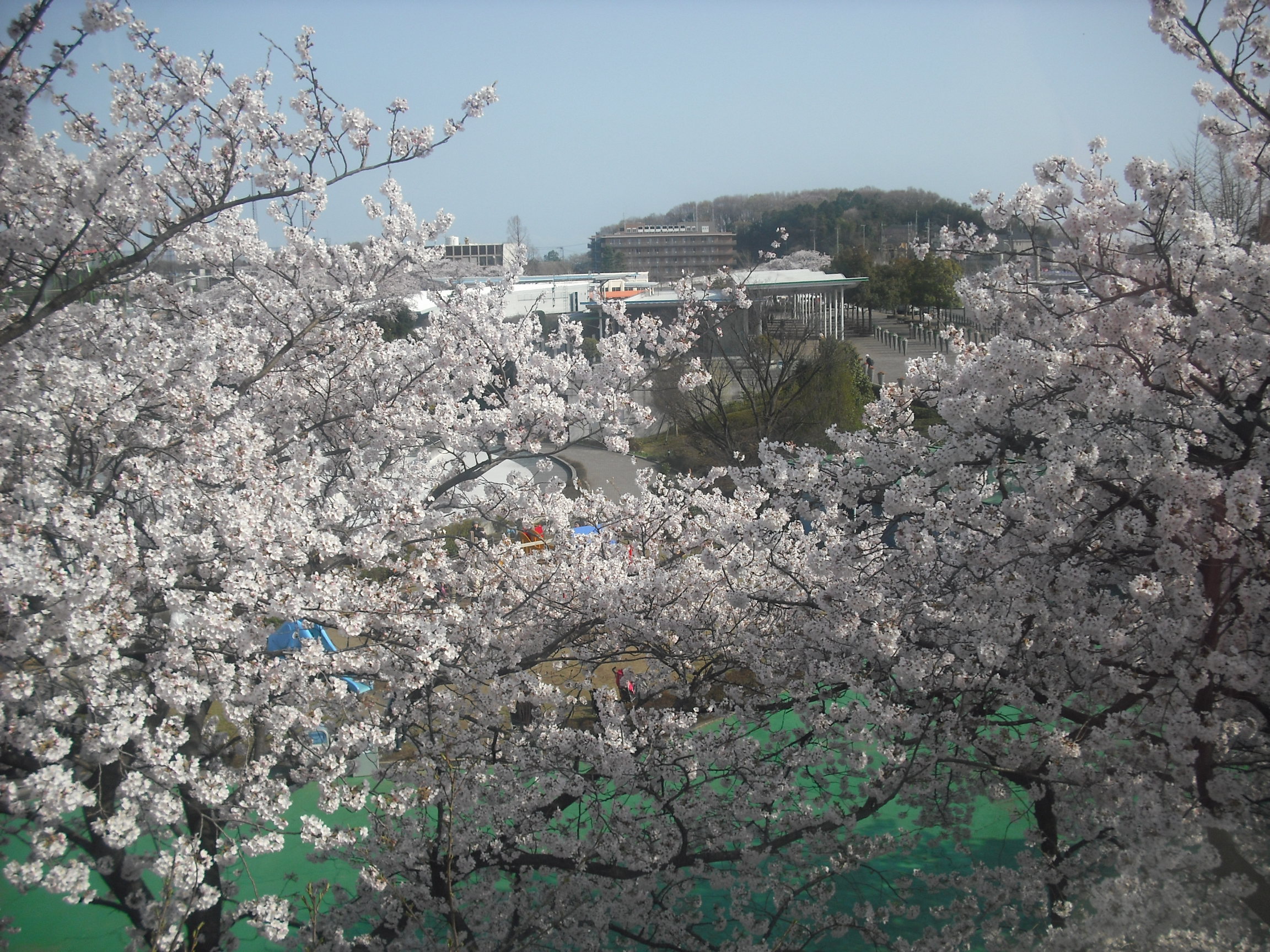 春の遊園地！！