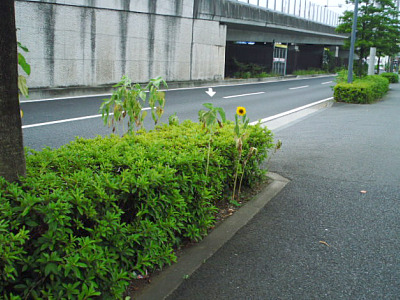 ひまわりと月見草