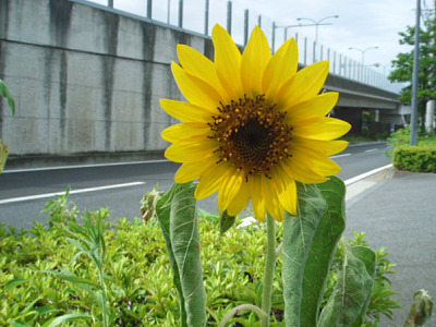 ひまわりと月見草