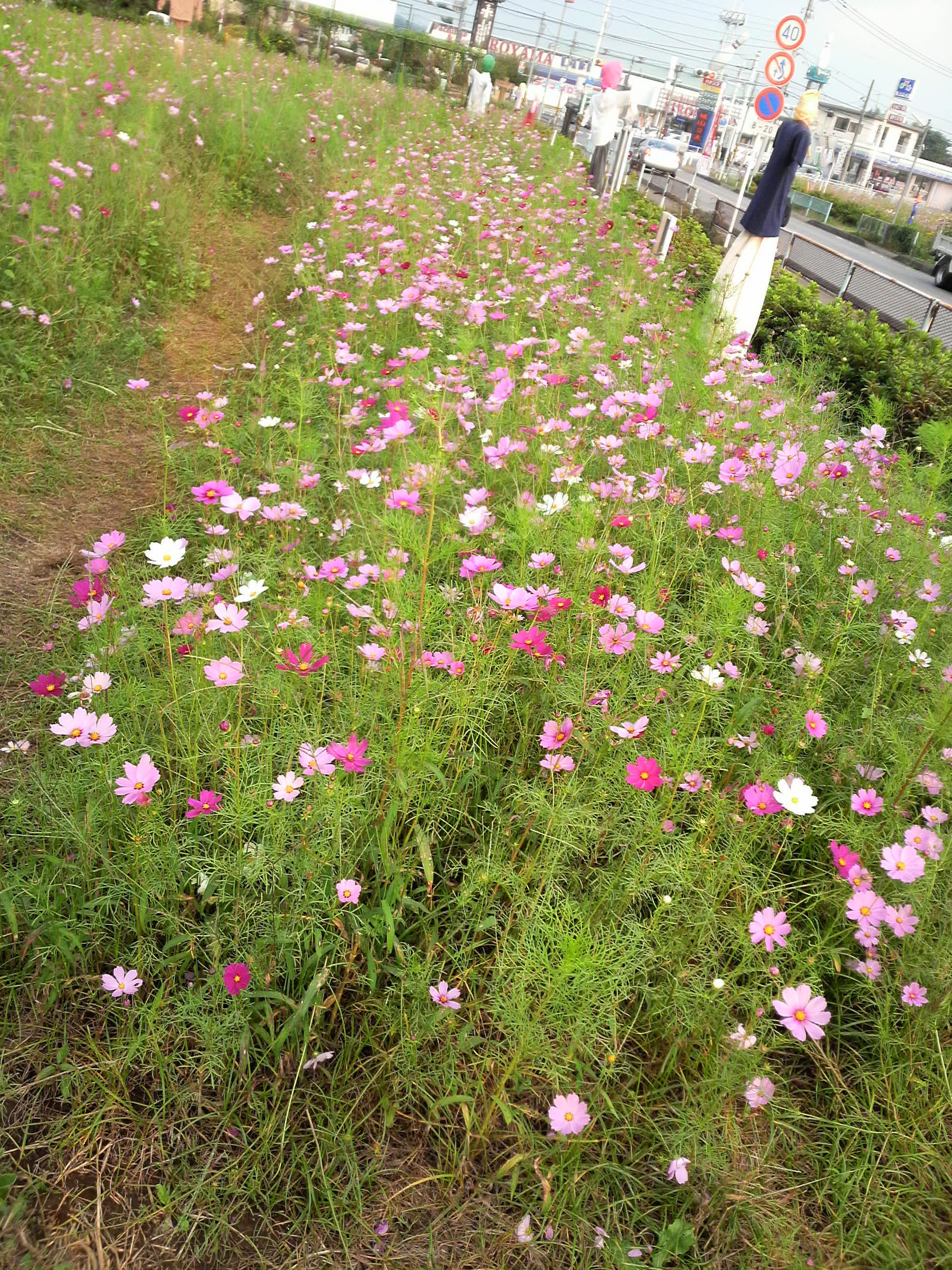 秋桜