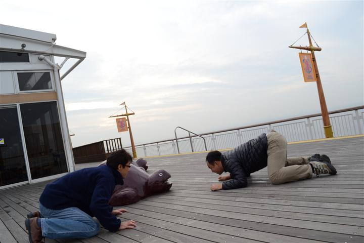 豪快！浜焼き食べ放題と房総みかん狩りにさんまつかみどり！