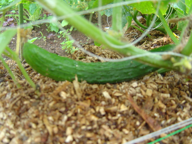 野菜通信