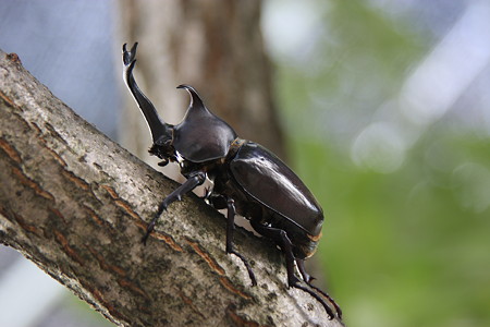 暑中お見舞い申し上げます