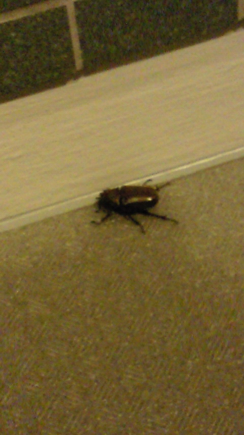 なぜ？どうやって？