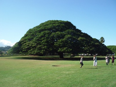 ハワイに行ってきました。