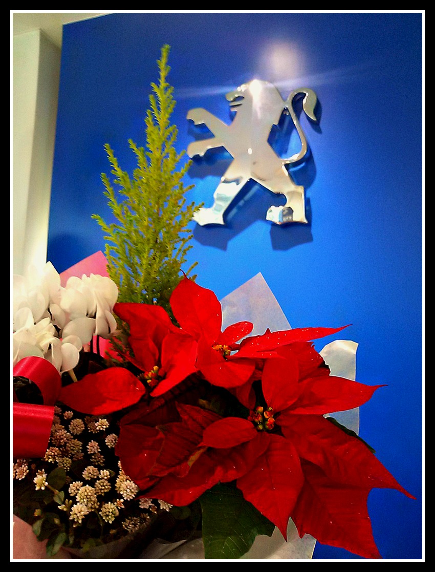 新しい展示車、入りました