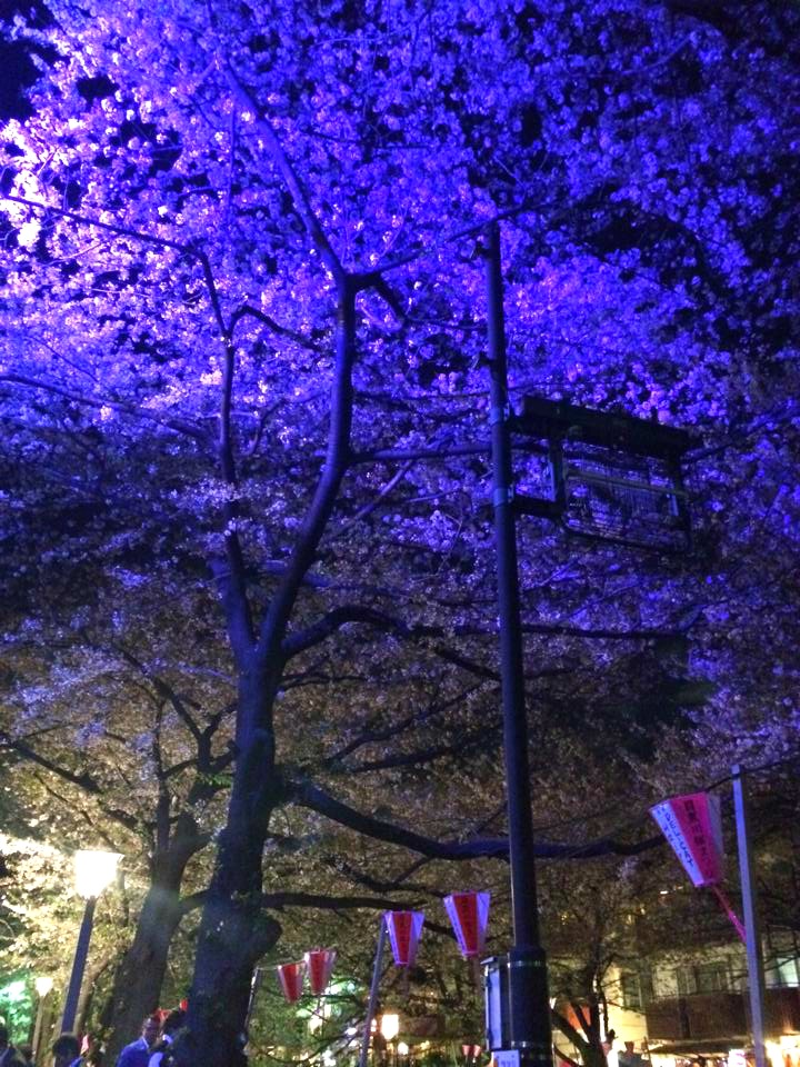 おすすめスポット目黒川！！