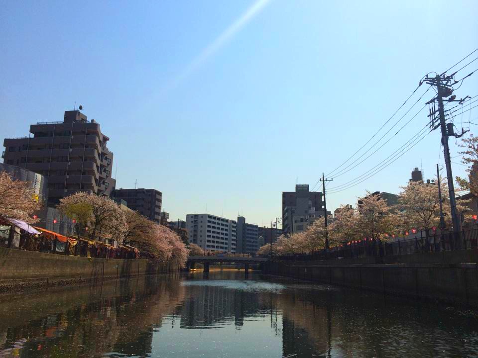 お花見