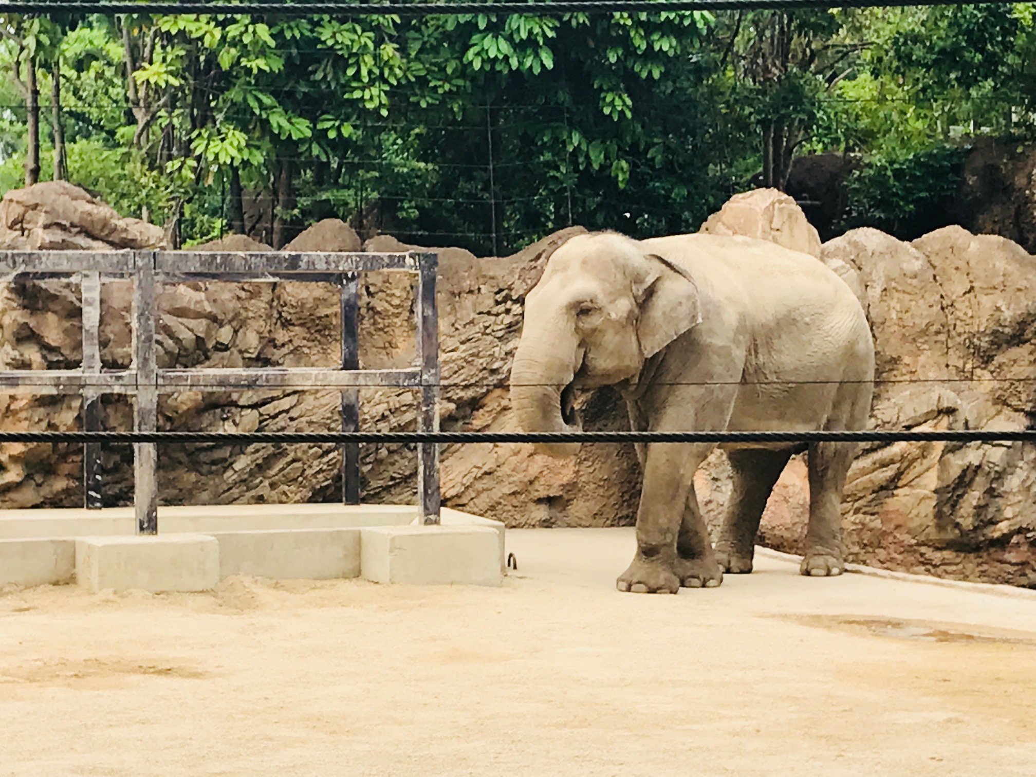 『ＵＥＮＯ ＺＯＯ』