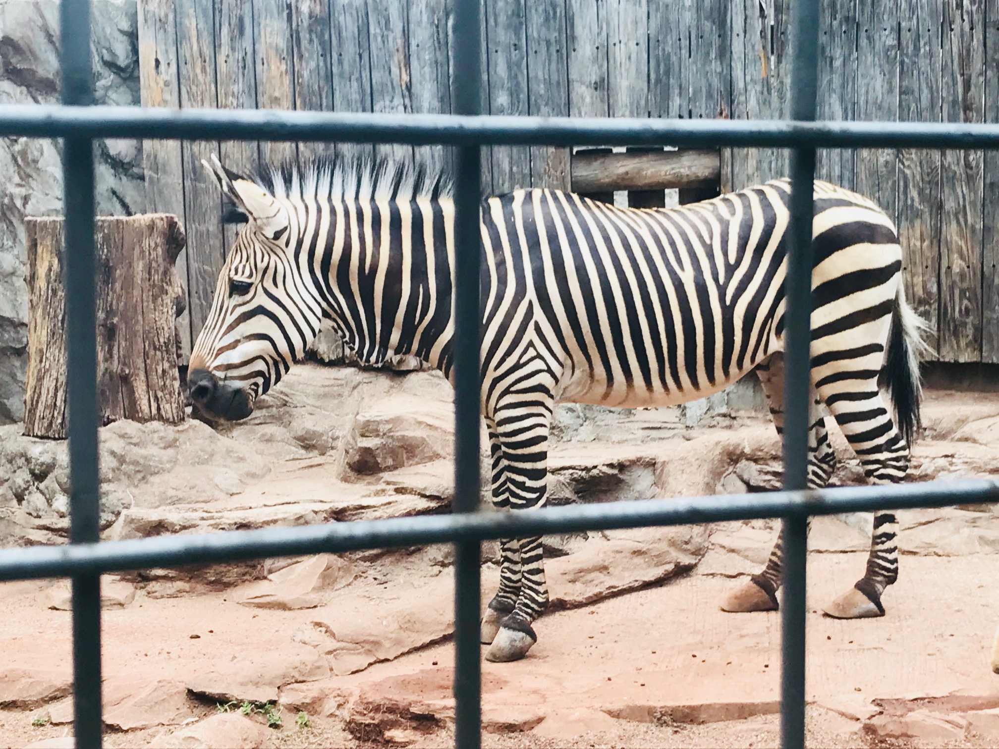 『ＵＥＮＯ ＺＯＯ』