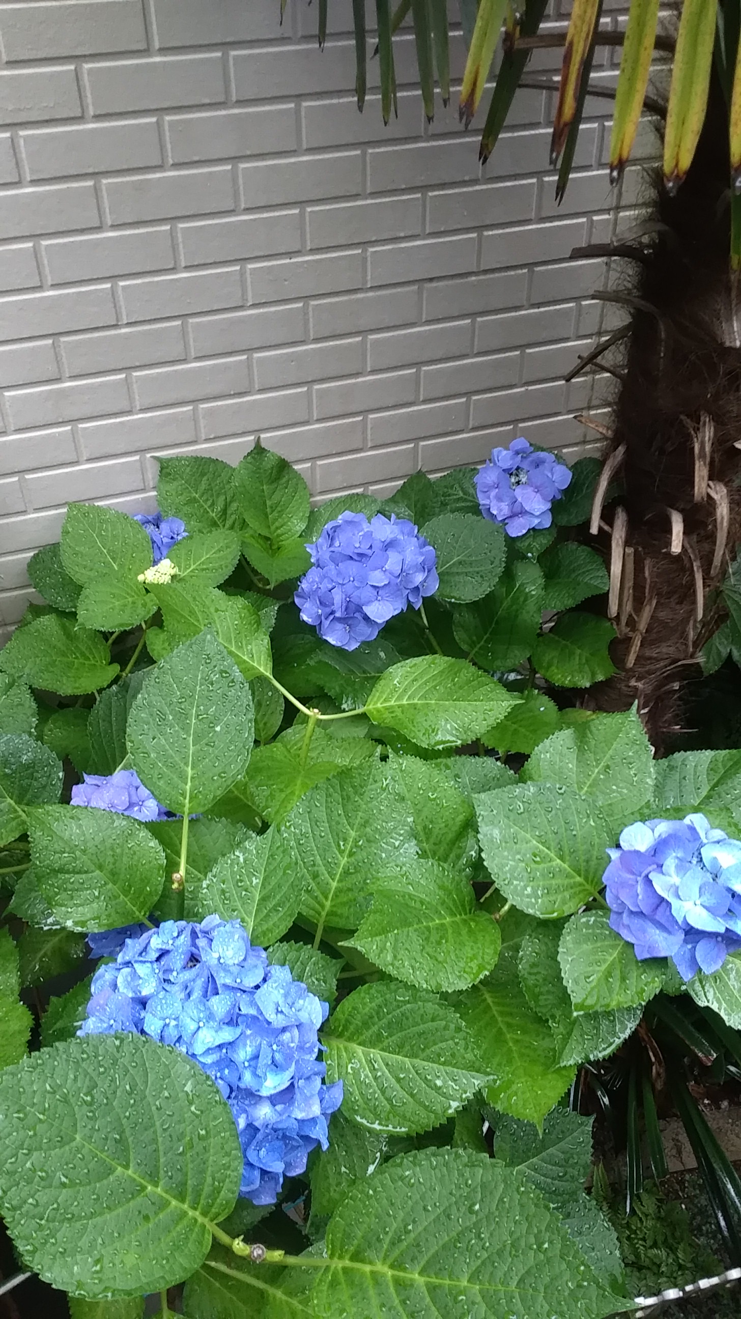 梅雨の季節に際立つ花