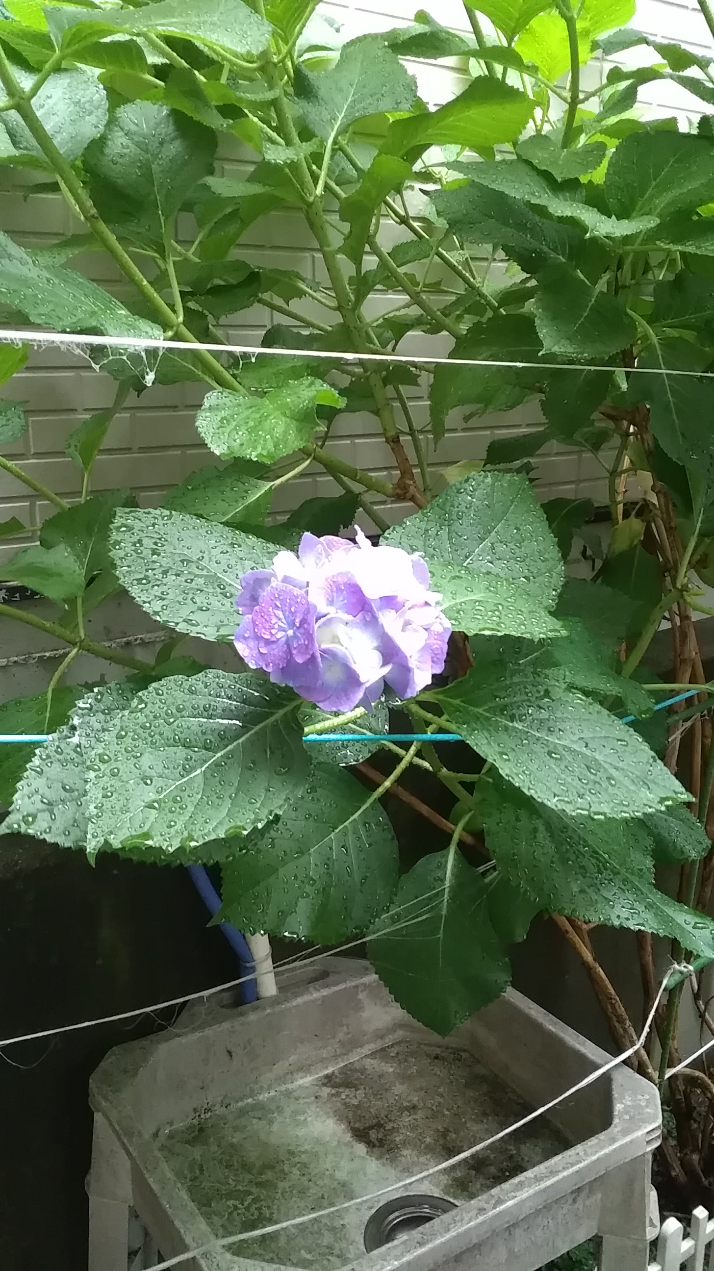 梅雨の季節に際立つ花