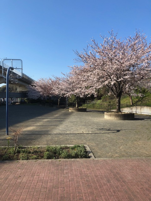 桜めぐりしてみました。