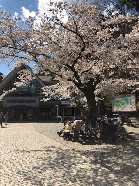 桜めぐりしてみました。