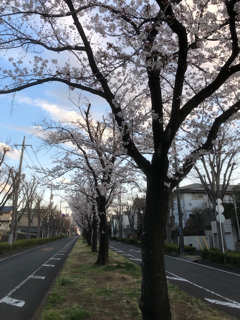 桜めぐりしてみました。