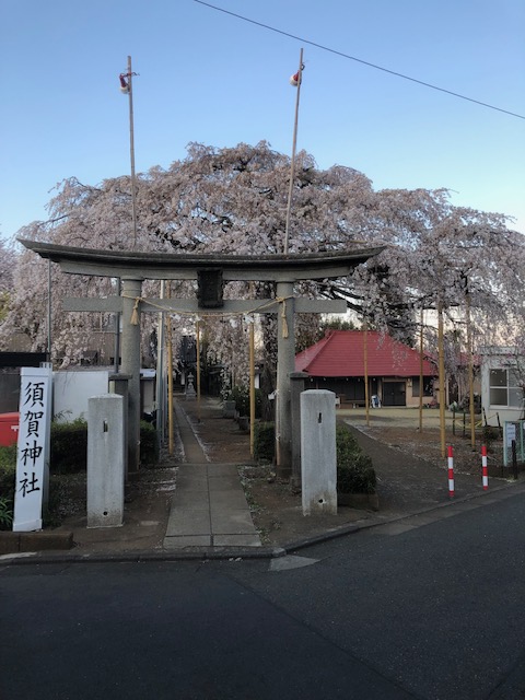 桜めぐりしてみました。