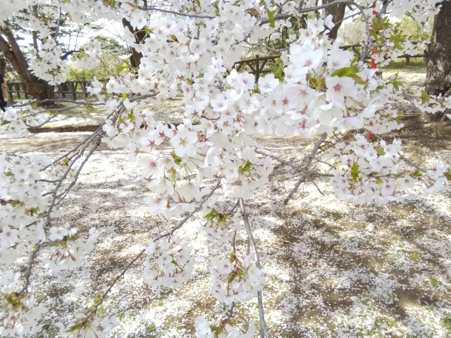 308SWと桜