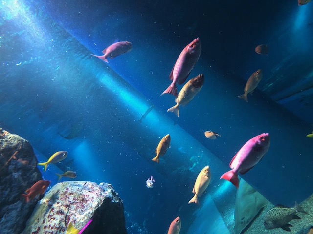 初めての水族館🐟