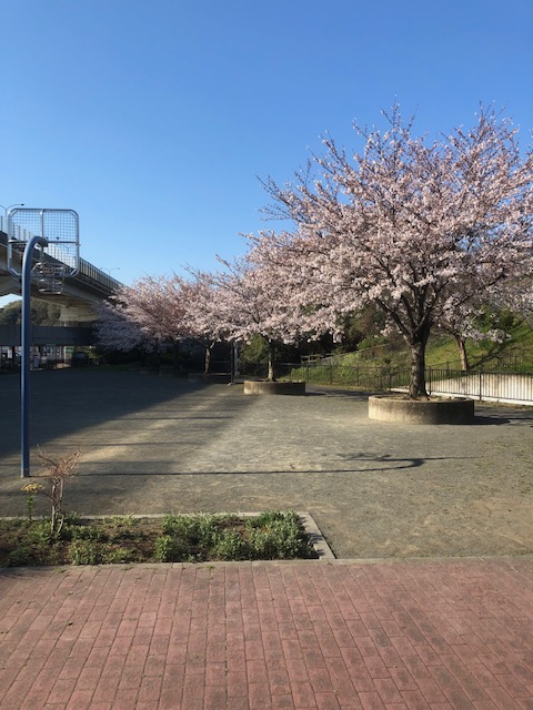お花見はいかがですか？