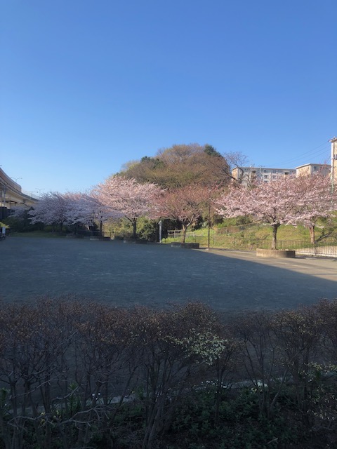 お花見はいかがですか？