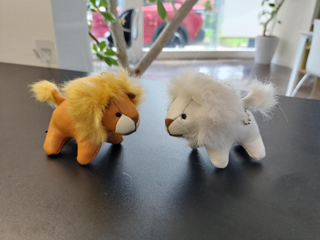 白ライオンのご紹介🦁✨