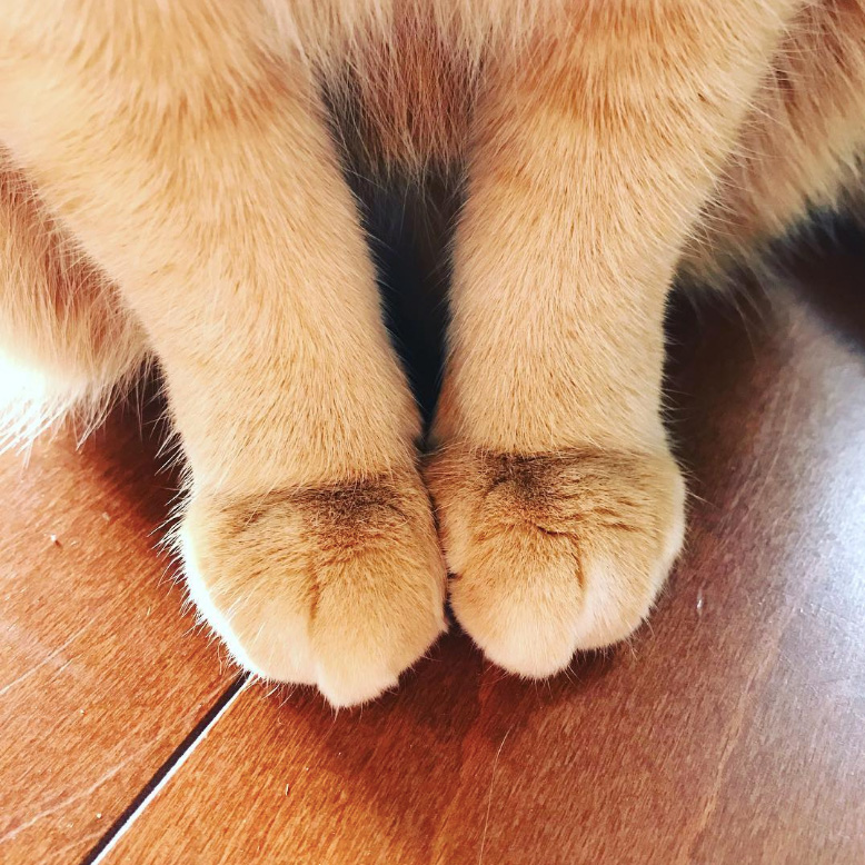 「ねこ足」ってなんだ？　（むか～しのプジョーシリーズ）
