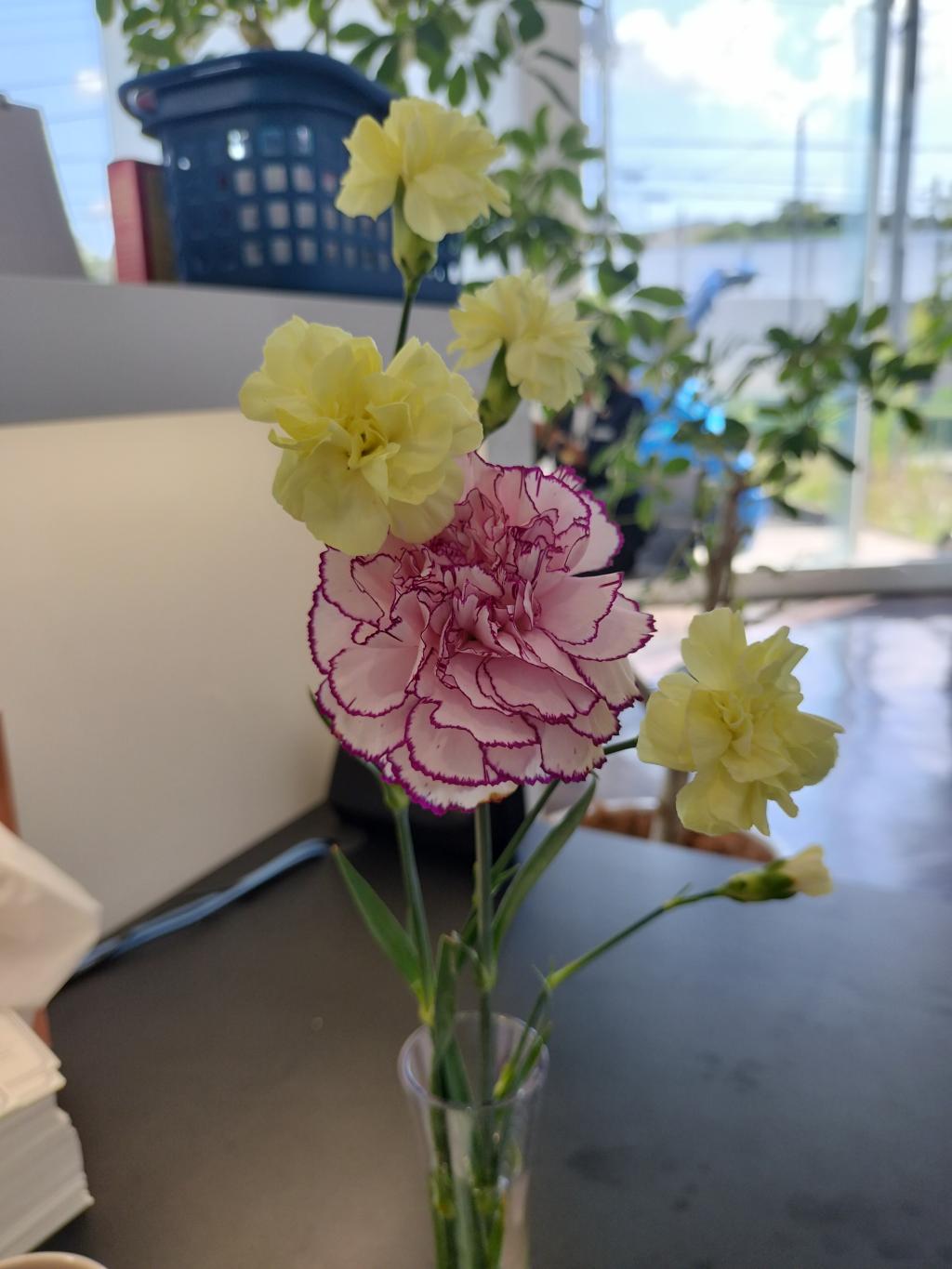 可憐なカーネーションに癒されます🥀