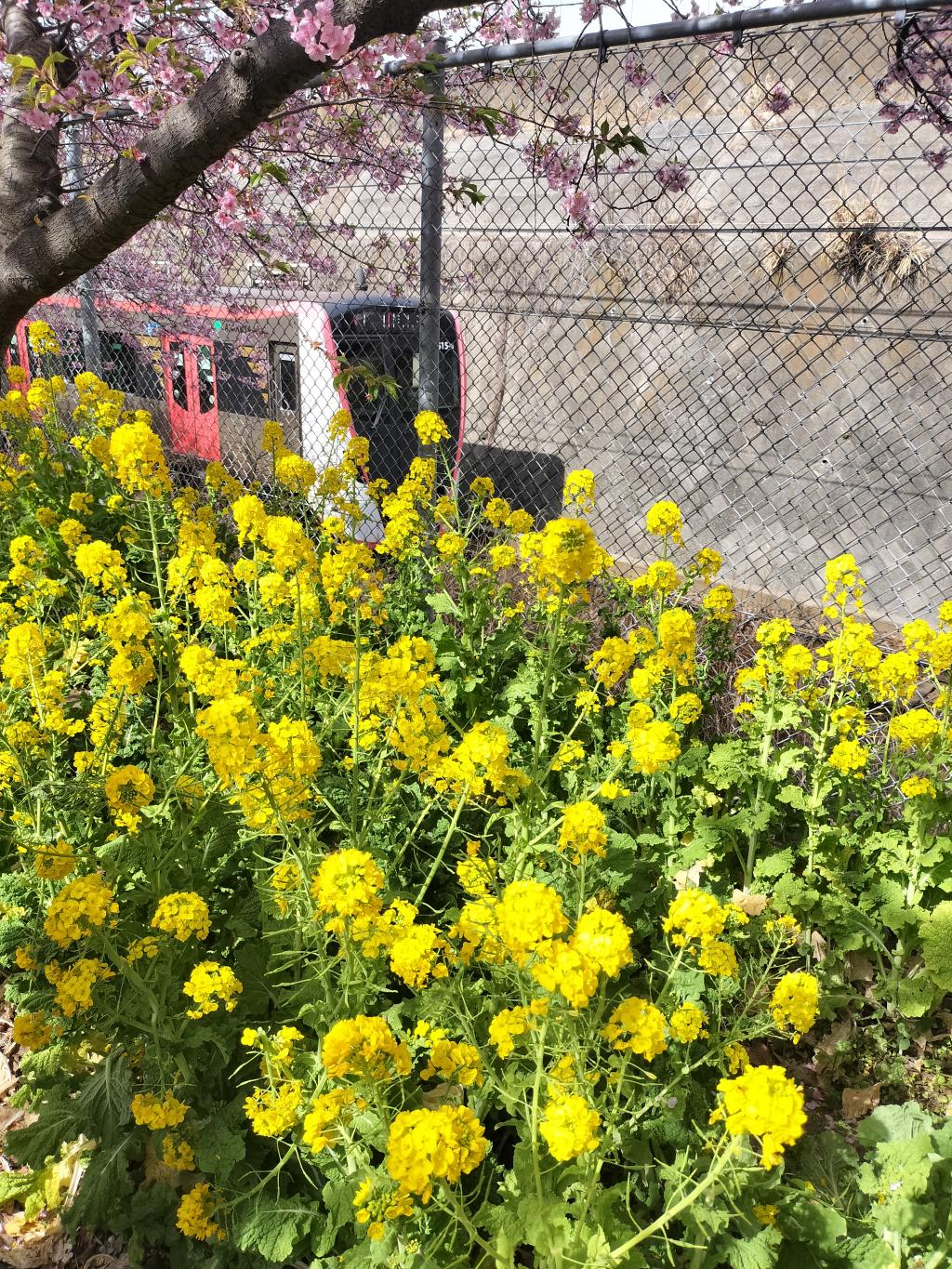 🌸三浦海岸の河津桜🌸