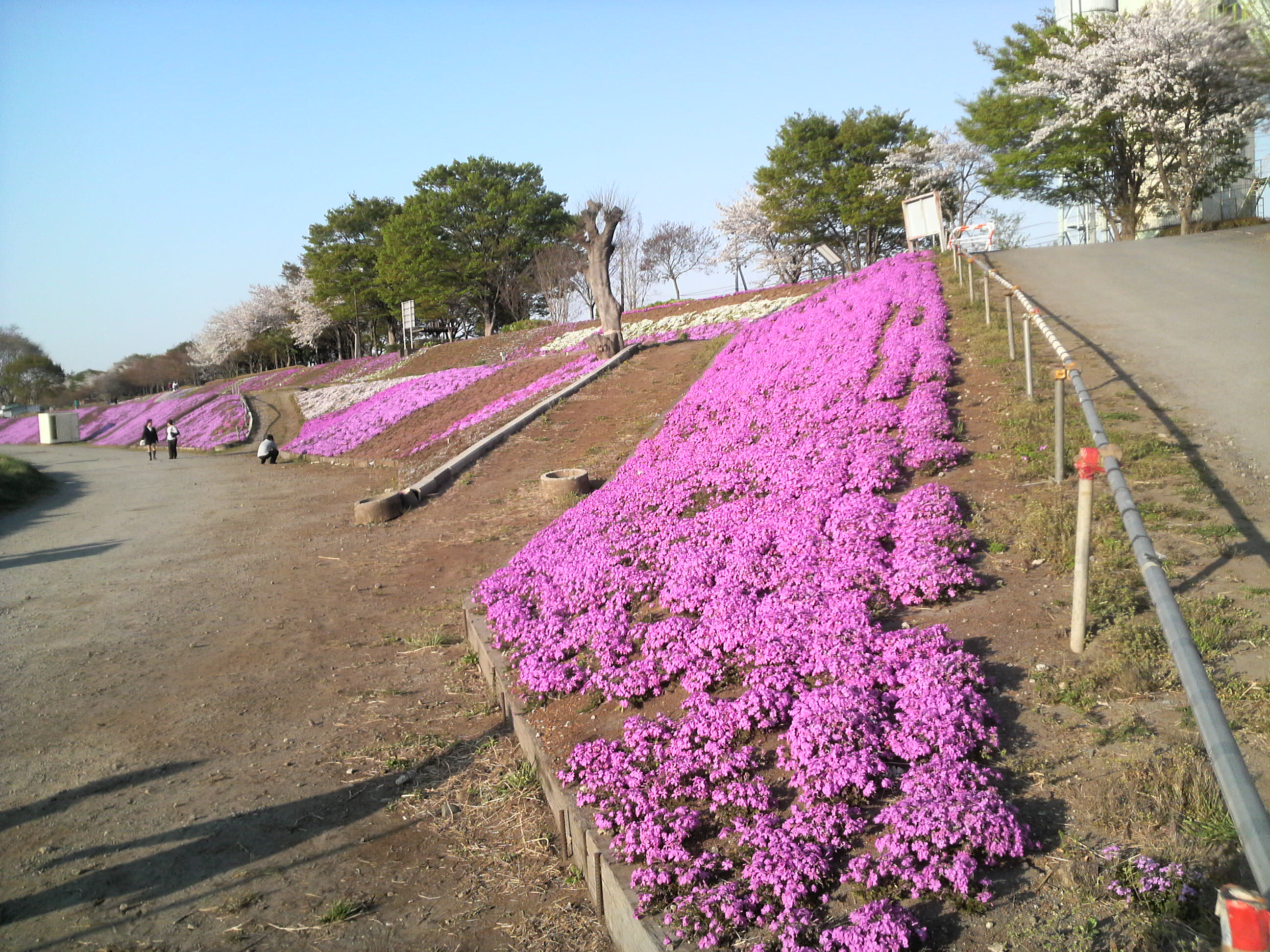花見も色々ありまして･･･