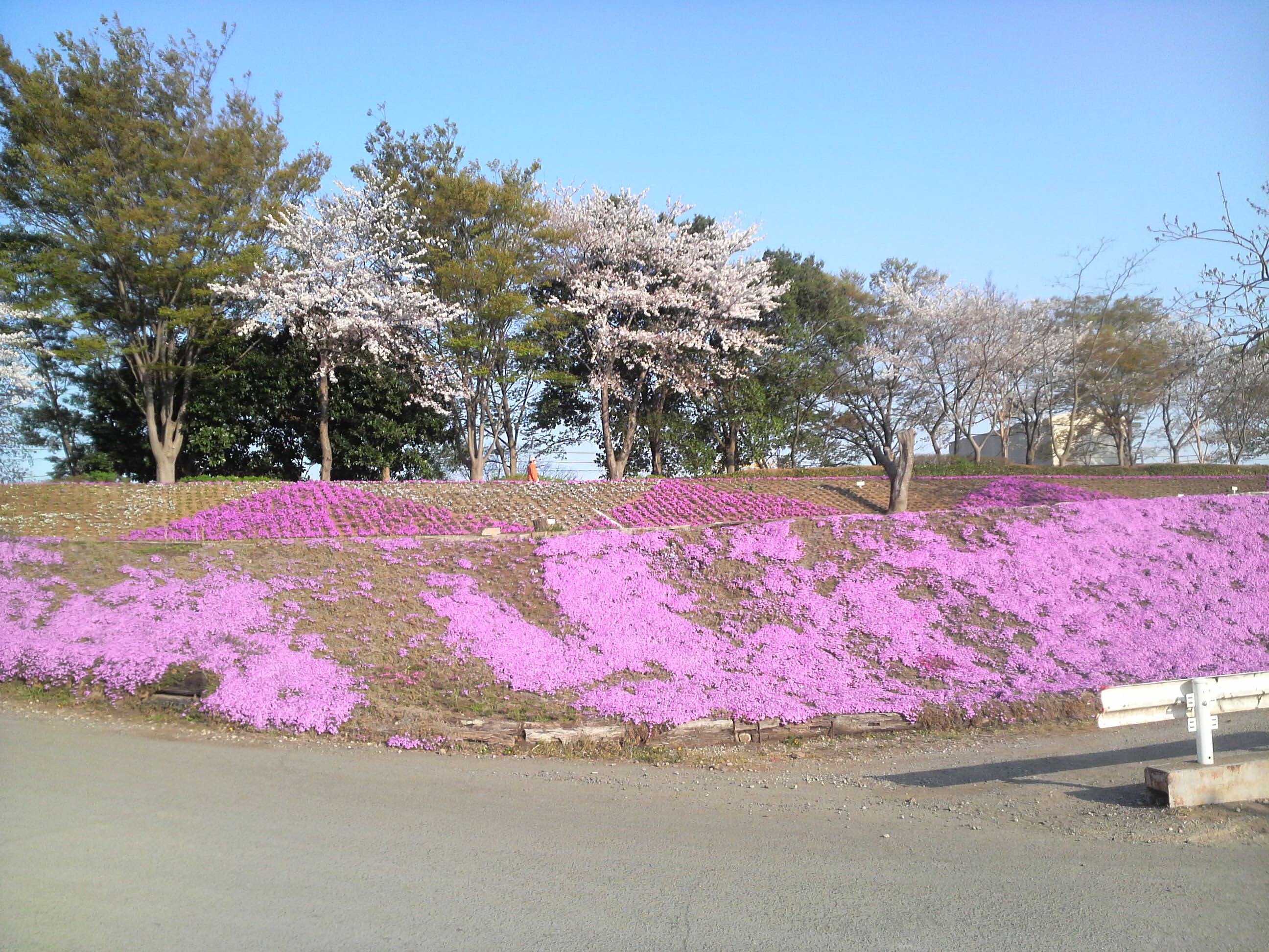 花見も色々ありまして･･･