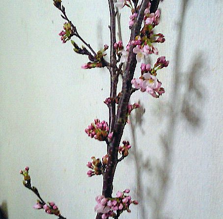 満開まだかなぁ～