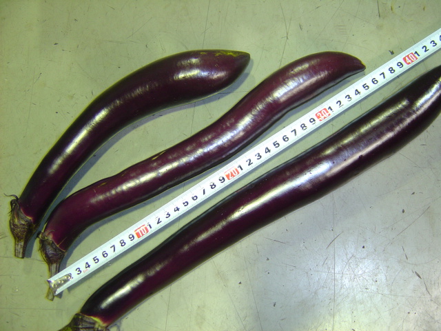 野菜通信その3？
