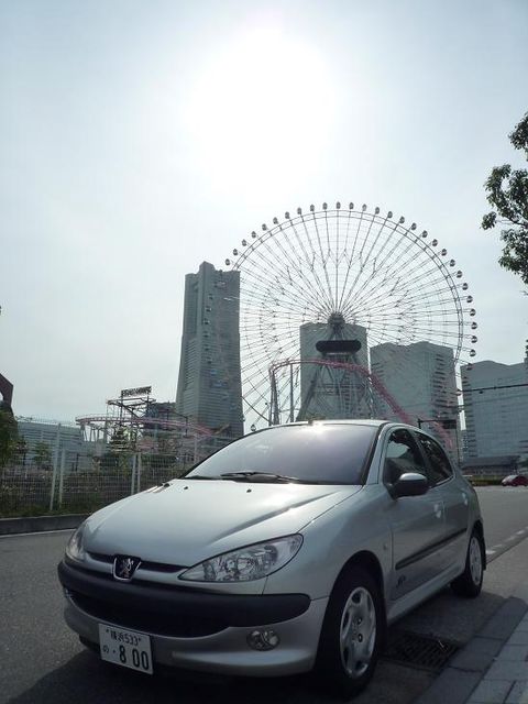 サクラのこの時期