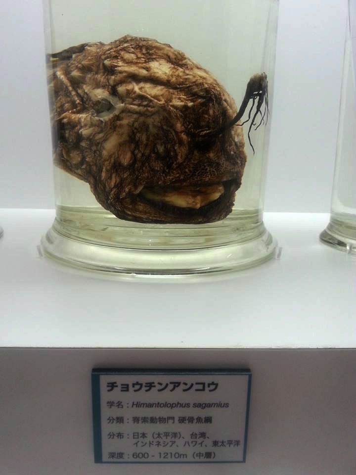 まだ間に合う！未知なる深海！