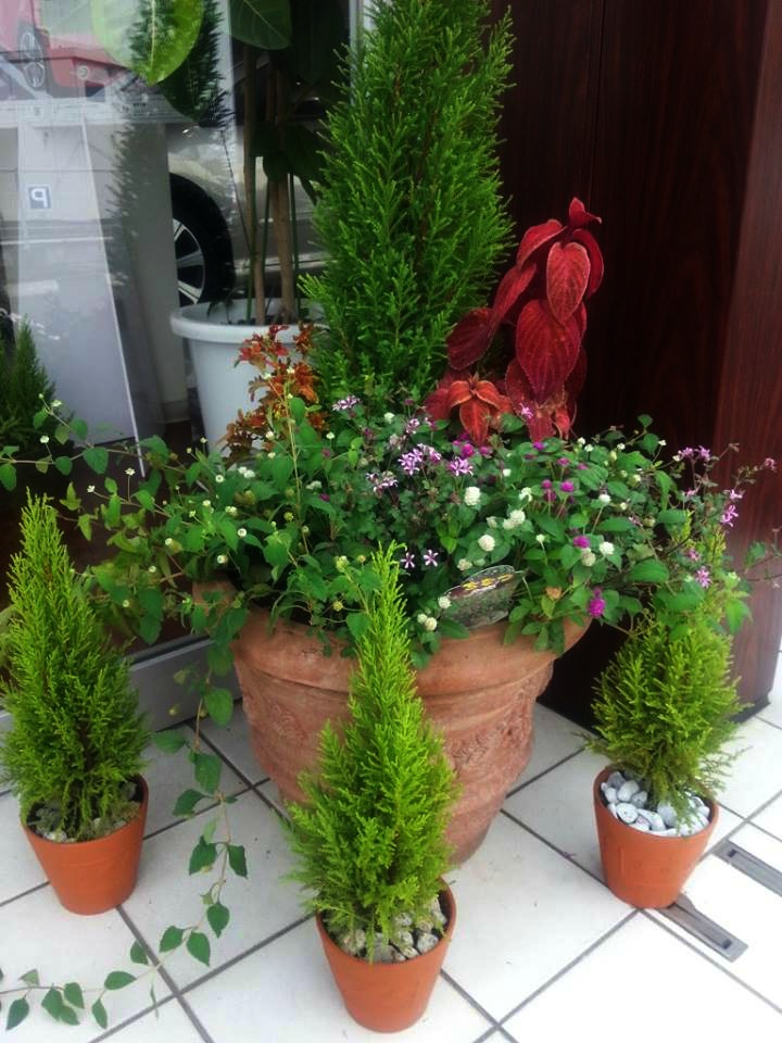 ミニーガーデン