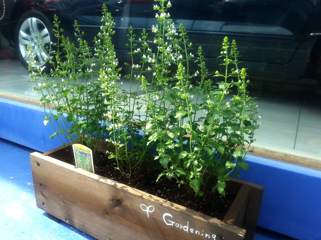 ミニーガーデン