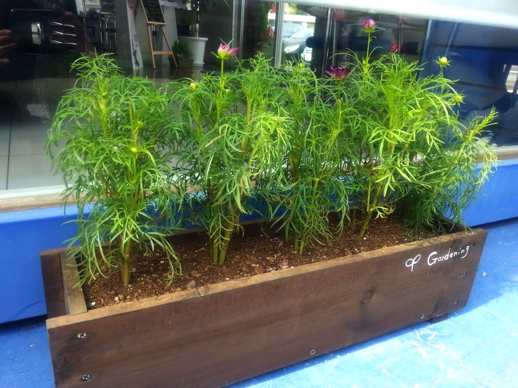 ミニーガーデン