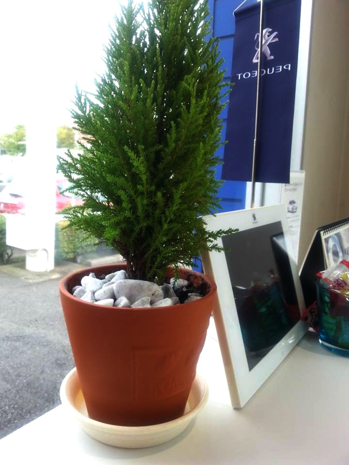 ミニーガーデン