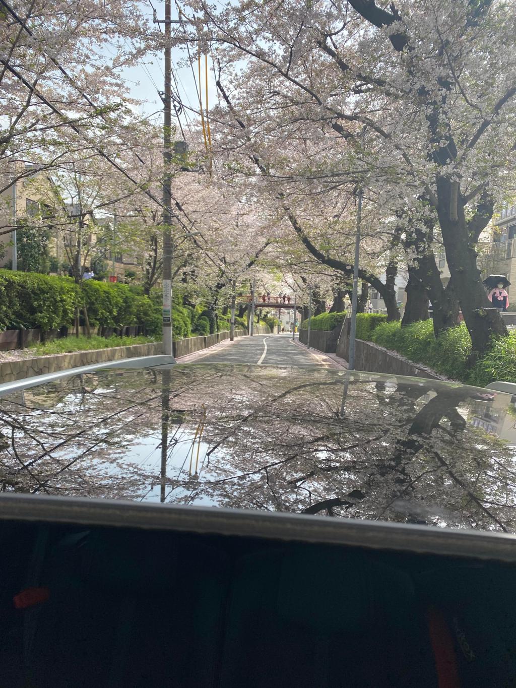 あっという間に葉桜