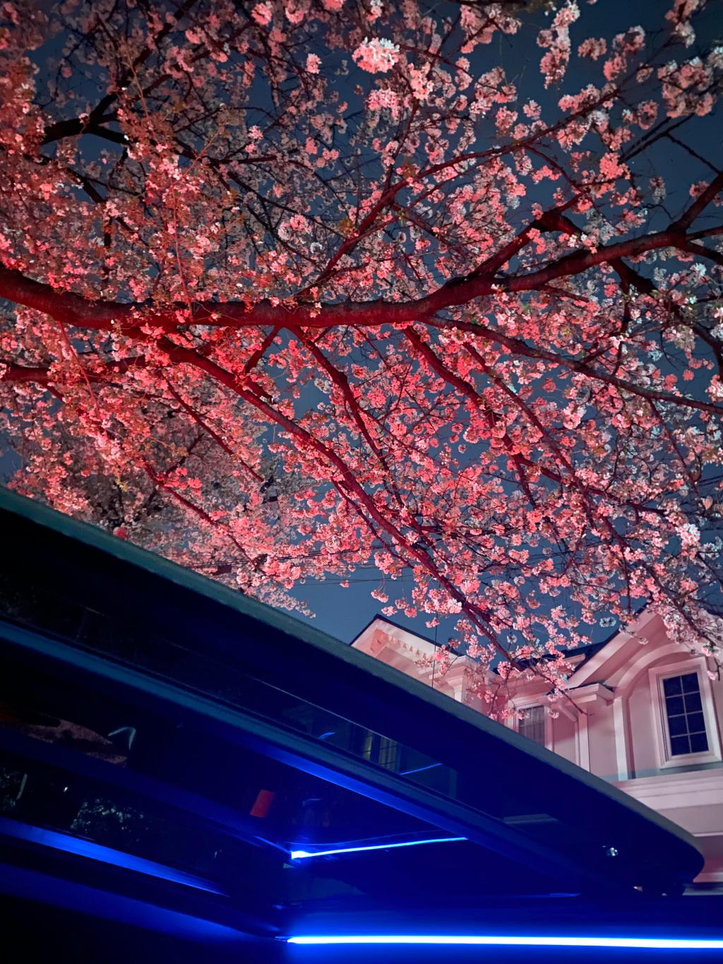 あっという間に葉桜