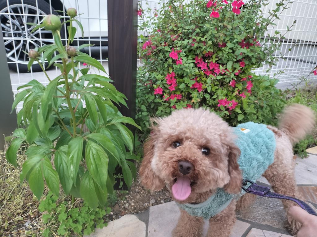 🌷今朝もお散歩🌷